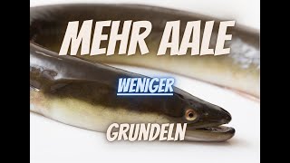 Mehr AALE weniger Grundeln [upl. by Ecirtaeb]