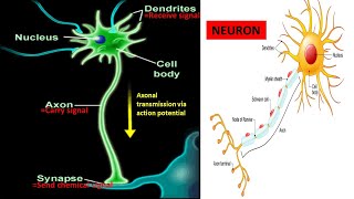 The Action Potential firing of a Neuron brain cell described by Psychology Prof Bruce Hinrichs [upl. by Semyaj105]