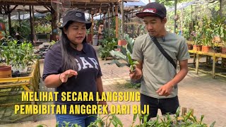 MELIHAT SECARA LANGSUNG PEMBIBITAN ANGGREK DARI BIJI [upl. by Onavlis]