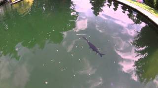 Löffelstör Paddlefish Polyodon spathula KoiCompetence [upl. by Haidej]