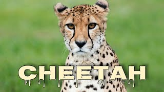 Cheetah meow cheetah sounds [upl. by Anitsua]