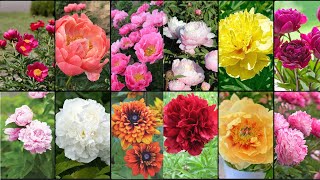 PEONIES PLANTS VARIETIES  Plants Weekly [upl. by Geminian]