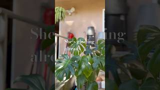 Uppotting my monstera houseplants indoorplants repottingplants monsteraplant subscribe 💚 [upl. by Muirhead]