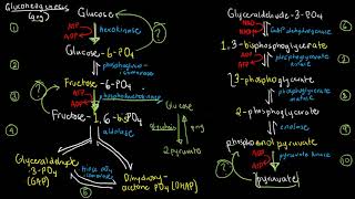 BIOCHEM 40  Gluconeogenesis and Cori Cycle [upl. by Attenyw506]