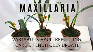 Maxillaria Orchids  Variabilis Haul Tenuifolia Updates Repotting amp Care Info  SemiHydro [upl. by Dazraf]