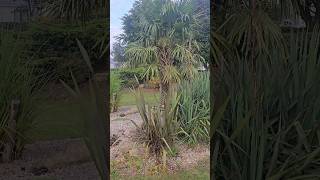 Planting ideas Caravan site tropical delight in Cosgrove Park Milton keynes howto [upl. by Lowney148]