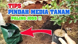 Tips cara pindah media tanam atau REPORTING TABULAMPOT [upl. by Trembly]