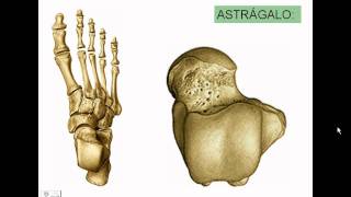 7 Articulaciones del pieavi [upl. by Haissem]