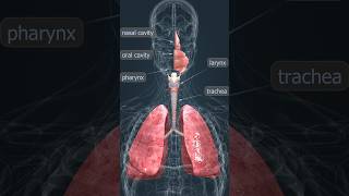 HUMAN RESPIRATORY SYSTEM 3D ANIMATION medicineanimation 3dmodelingyoutubeshortsshorts trending [upl. by Koziara91]