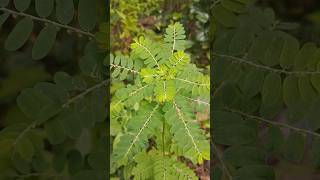 Phyllanthus Amarus Plant 🍀nature greenery [upl. by Nwad115]