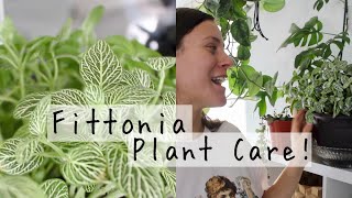 Fittonia Plant Care Tips amp Tricks  Fittonia Houseplant Care [upl. by Eizzo130]