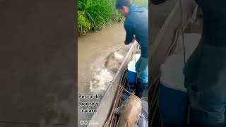 pesca matute viral matutepescabagre paratodos llano parati cultura [upl. by Estella110]