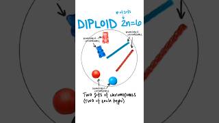 Ploidy  haploid n diploid 2n triploid 3n ploidy haploid diploid triploid [upl. by Nennahs]