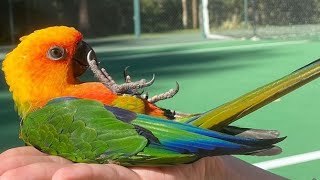 Jenday Conure Talking amp Sounds  Jenday Conure Dancing  Jandaya Parakeet Talking amp Sounds [upl. by Norvil]