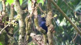 Malabar Whistling Thrush [upl. by Adnof]