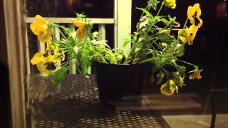 TIME LAPSE at 1 fpm Wilted pansies revived after watering [upl. by Nolram]