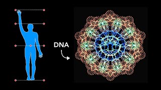 HOW Sacred Geometry is embedded in YOUR DNA [upl. by Bobbee]