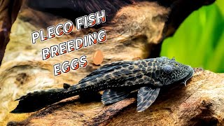 pleco fish sucker fish breeding and there eggs aquarium pleco fishbreeding [upl. by Wehttan]