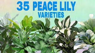 35 SPATHIPHYLLUM PEACE LILY VARIETIES [upl. by Valiant]