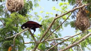 Oropendola moctezuma [upl. by Alina574]