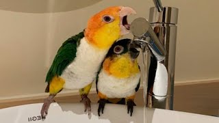 White Bellied Caique amp Black Headed Caique  Caique Parrot Funny Videos [upl. by Alyos]