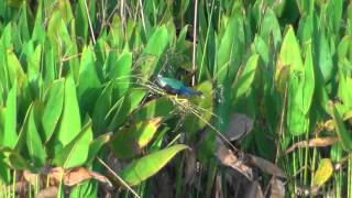 Purple Gallinule [upl. by Wilbert]