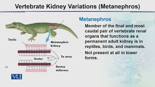 Vertebrate Kidney Variations Metanephros  Animal Form amp Function 2 Theory  ZOO517TTopic095 [upl. by Tamara]