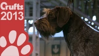 German Wirehaired Pointer  Best of Breed  Crufts 2013 [upl. by Benenson]