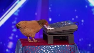 Jokgu The Chicken Plays The Piano SHOCKING [upl. by Femi]