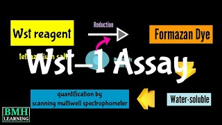 Wst1 Assay  Cell Viability Assay  Cell Proliferation Assay [upl. by Dnesnwot195]