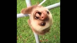 Cute Sloth Falling [upl. by Aneev]