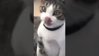 Komik videolar küfürlü BZKSSMSPŞSLDLD video shortvideo komik vines kedi dublaj [upl. by Mailiw]