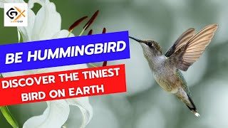 Bee Hummingbird The tiniest bird on Earth [upl. by Ettegirb]