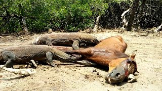 Top 5 Brutal eaten alive moments of Komodo Dragons [upl. by Ahtamat]