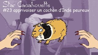 StarCacahouette 23 apprivoiser un cochon dInde peureux [upl. by Deonne]