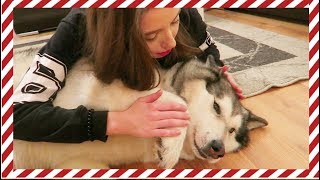 VLOGMAS 21 PSY SĄ ZAZDROSNE I MOJA MUZYKA [upl. by Ynahpets]