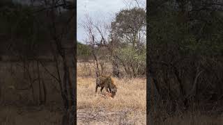 Leopard and Hyena moment and the competition for food [upl. by Terri731]