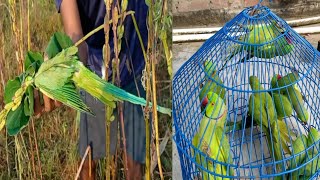 Glue traping Birds catching Parrot bird traping Tota Pakdne ka ashan Tarika [upl. by Goode521]