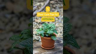 How to Plant Care for Fittonia  Fittonia Plant care Tips  Easy Growing Tips for Fittonia Plant [upl. by Esihcoc730]