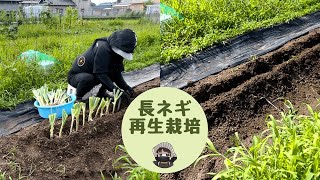 長ネギ再生栽培【塔立ち】【再生」【石倉エース」【長ネギ】【切り戻し】【家庭菜園】 [upl. by Connor]