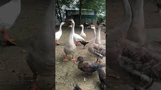 Cute duckduck animalkingdom farming youtubeshorts shorts [upl. by Niemad]