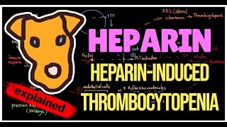 HeparinInduced thrombocytopenia HIT type I  II Pathogenesis Prevention Treatment [upl. by Retsae502]