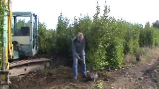 Griselinia littoralis Hedge Lifting At Hylands Nursery [upl. by Erapsag]