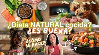 Dieta COCIDA para perros 🍗 ¿COMIDA CASERA Beneficios formulación y preparación  orejasynarices [upl. by Ycnuahc607]