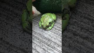 TREE FROG NAP UNDER MY SCRUBBY treefrog mexico [upl. by Goulden479]