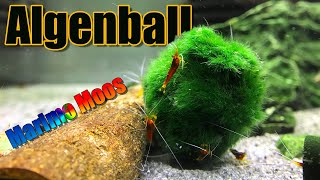 Algenball  Aegagropila linnaei Marimo Moos [upl. by Moersch]