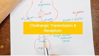 Cholinergic Transmission  Cholinergic receptors [upl. by Alanah]