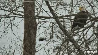 Decorah EaglesBeautiful Bald Eagle Against a Snowy Backdrop12424 [upl. by Aiuoqes]