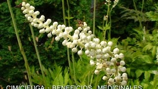 La Cimicifuga Racemosa  Propiedades y Beneficios  Planta Medicinal [upl. by Wachter42]