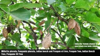 Millettia pinnata Pongamia pinnata Indian beech and Pongam oil tree Pongam Tree Indian Beech [upl. by Richlad]